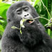 Rwanda 4 Days Nyungwe Chimpanzee And Gorilla Trekking in Volcanoes National Park