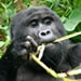 4 Days Gorilla Trekking Parc Nationale Des Volcanoes