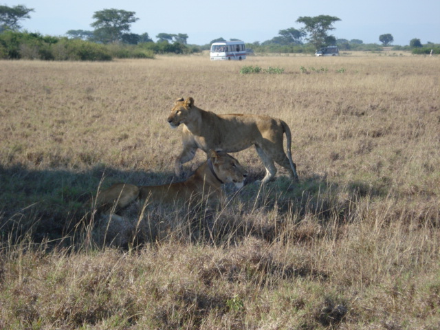 Uganda Tour Lions with Tourists in Queen Elizabeth National Park
