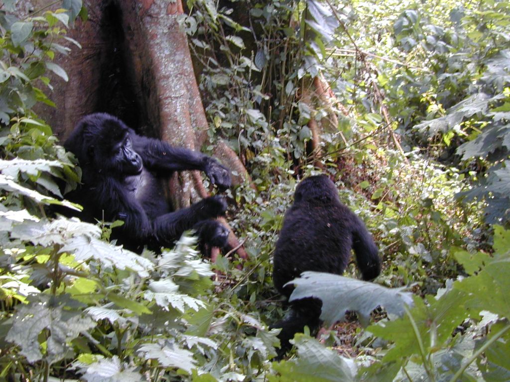 Uganda Gorilla Trek - A Family of Bwindi Gorillas in Uganda Communicating