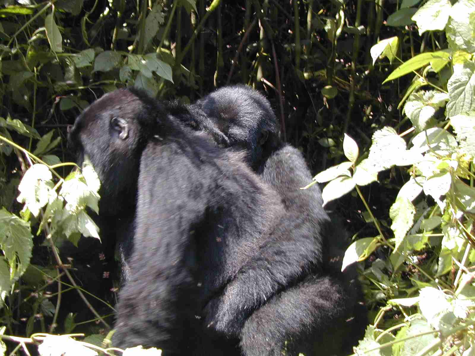 Bwindi Gorilla Trek - A Mother Gorilla Carrying a Baby