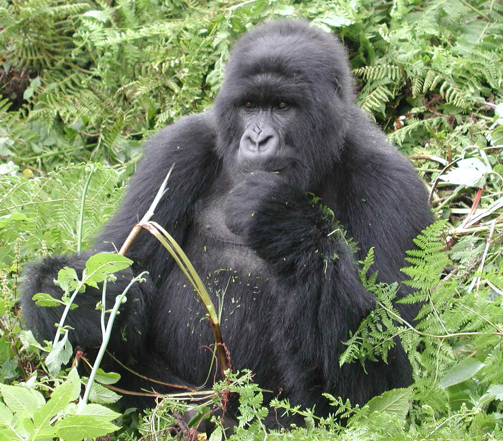 www.gorilasandwildlifesafaris.com -Uganda  mountain gorilla trek safaris to  in Bwindi 