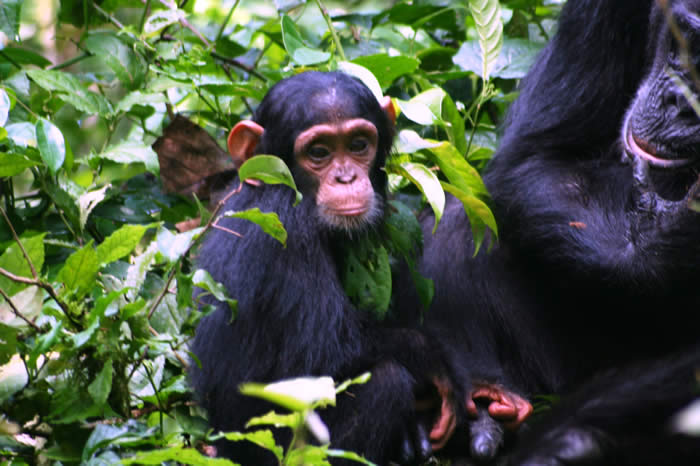 Wild Family of Chimpanzees sharing food on Kibale Uganda