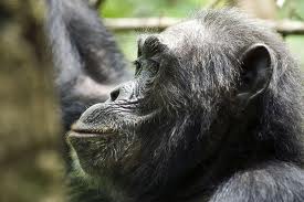Budongo Wild Chimpanzee tracking tour, uganda