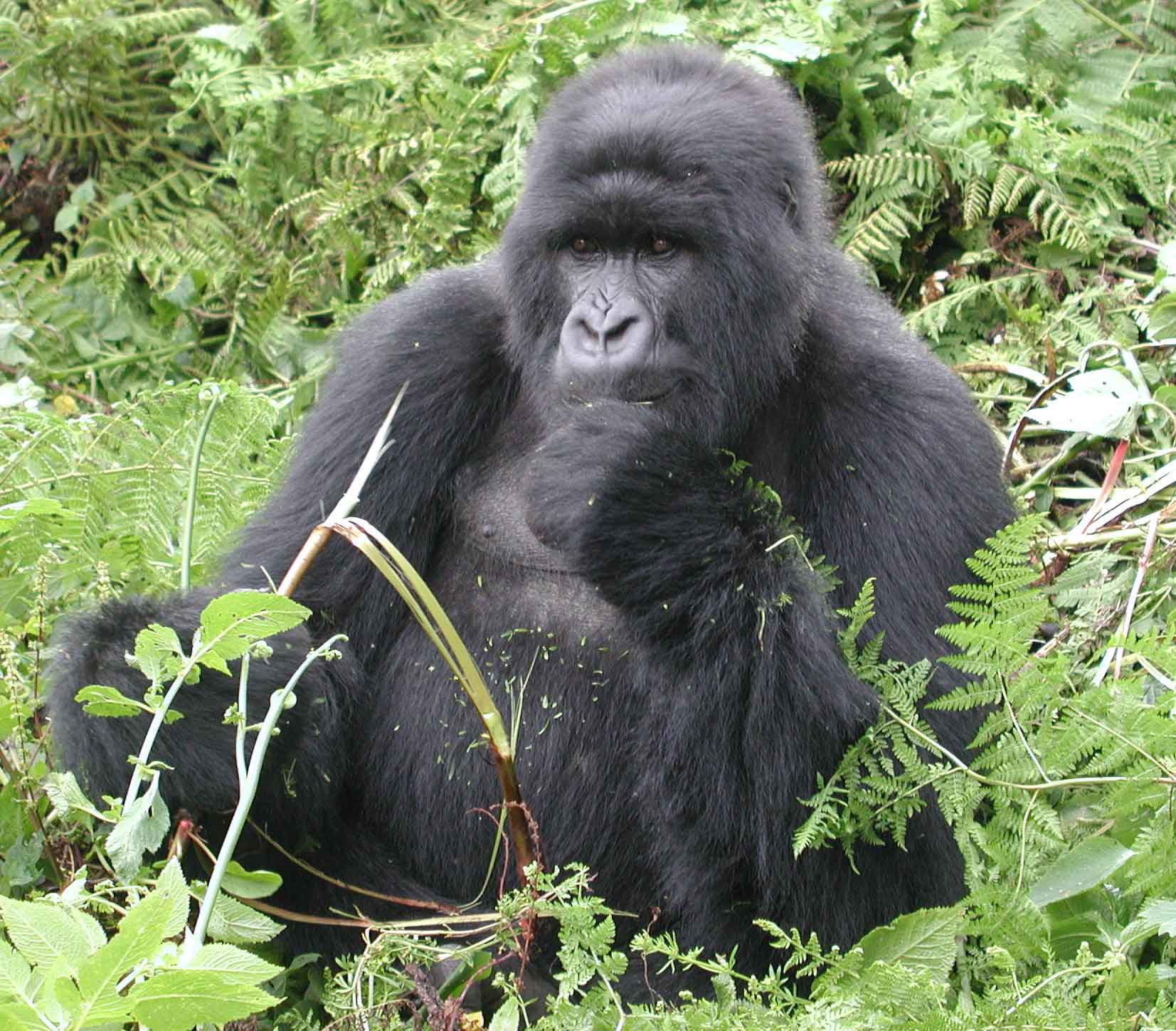 Number of British tourists to Uganda soars gorilla trekking uganda