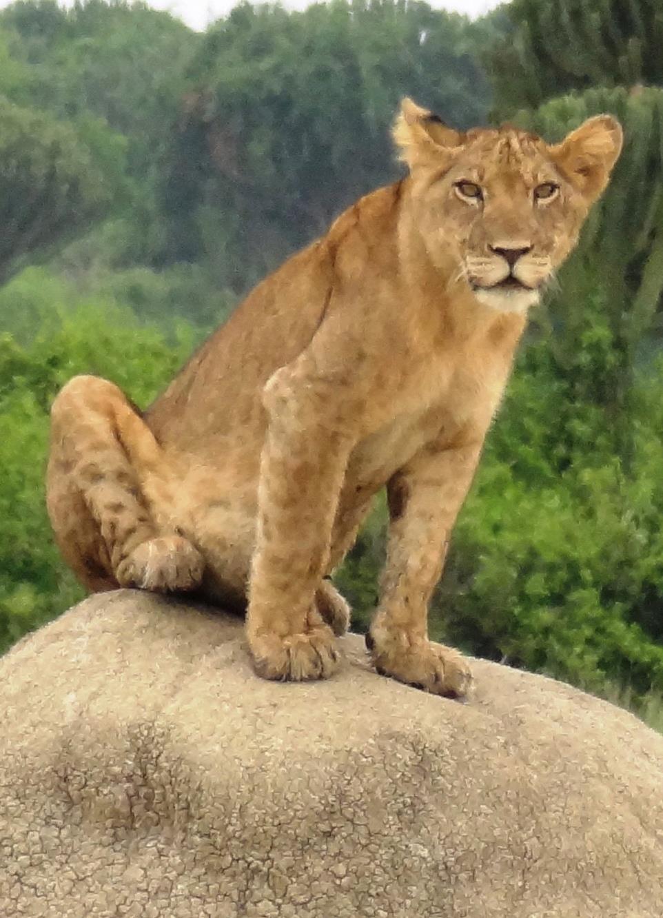 male lion on rock 3 days tour safari queen elizabeth national park