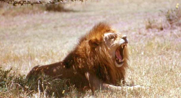 Hungry Hunting Lion in Queen Elizabeth National Park