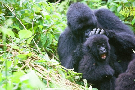 Budget Rwanda Gorilla Tours - A mountain Gorilla killing another