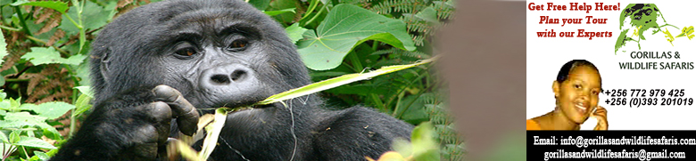 Recommended safari Uganda tour and holiday to mountain gorillas, Chimpanzees in Murchison Falls, Kibale Forest, Game drives in Queen Elizabeth N.Park and Lake Mburo, Gorillas 