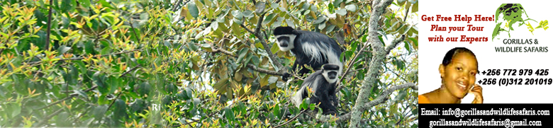 Black and white colobus monkey on Uganda primate tour