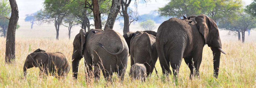 Elephants, Kidepo safari uganda Gorilla Habituation Experiential Wildlife Tours Gorillas and Wildlife Safaris