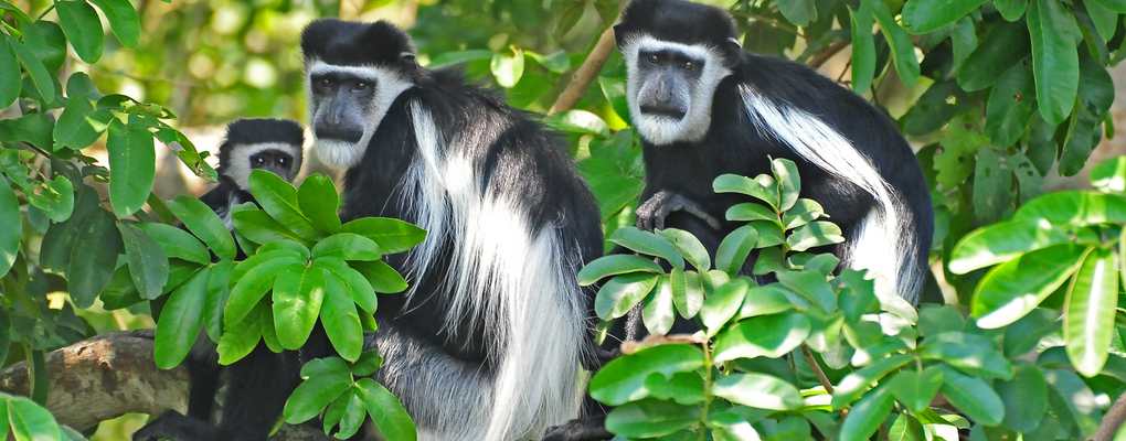 uganda primate safari Black and white colobus monkeys