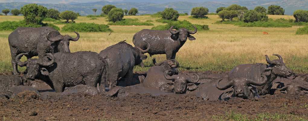 Buffalo herd in the mud, Queen Elizabeth National Park, Conclusive Uganda Gorilla trek, Primate tracking & Wildlife Safari - 10 Days