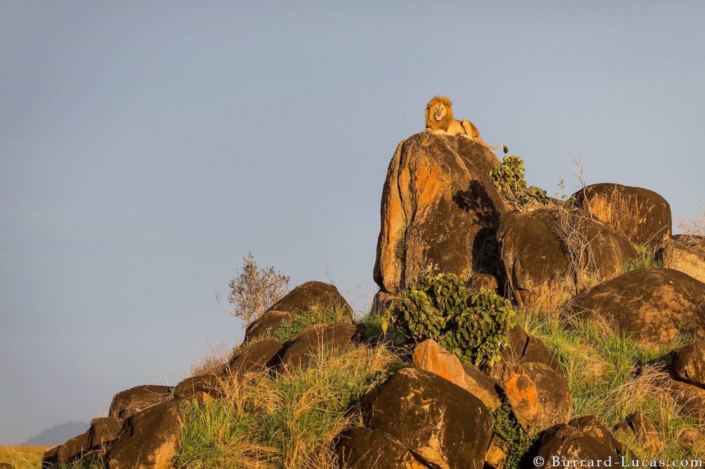uganda safari holiday adventure lions wildlife