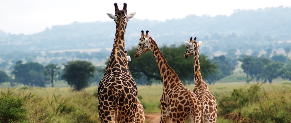 uganda safari kidepo wildlife giraffes
