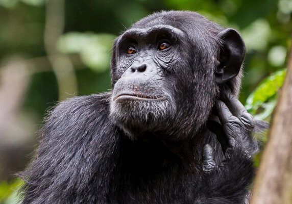 Uganda fly-in primates safari trekking gorillas chimps monkeys Affordable gorillas and Wildlife Safaris