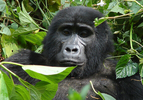 gorilla habituation experience bwindi uganda tour