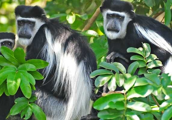 uganda primate safari Black and white colobus monkeys
