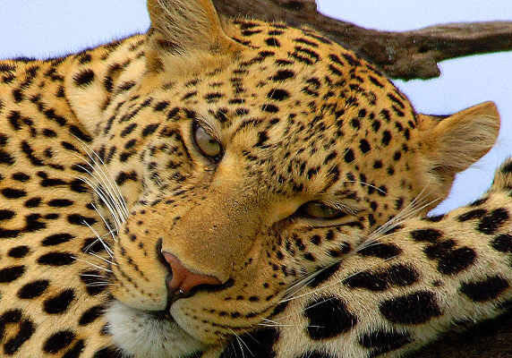 Leopard, tanzania wildlife safari serengeti