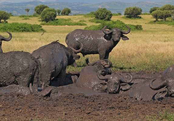 Buffalo herd in the mud, Queen Elizabeth National Park, Conclusive Uganda Gorilla trek, Primate tracking & Wildlife Safari - 10 Days