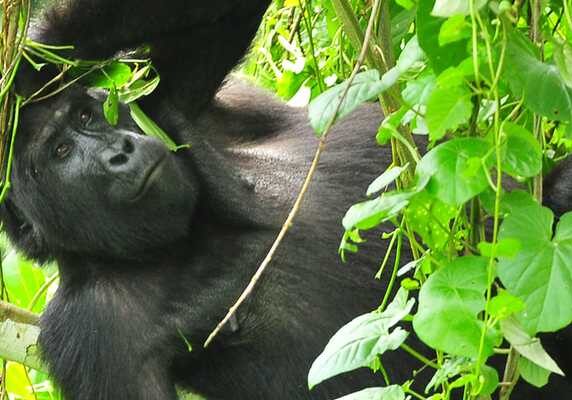 Uganda Gorilla Trek, Chimpanzee Tracking & Game Wildlife Safari - 8 Days Rushegura mountain gorilla hangin from tree, Bwindi, Uganda