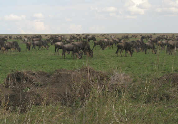 Tanzania Wildebeest migration safari 9 days