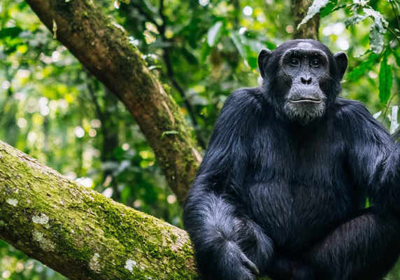 Kibale chimpanzee- uganda gorilla tracking chimpanzee