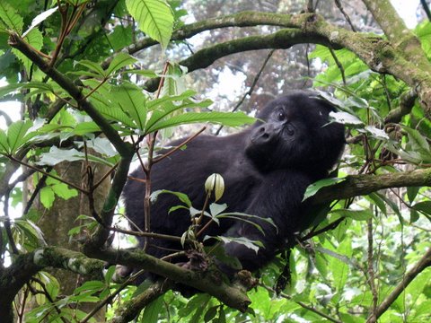 Uganda Gorilla Tours - A sleeping  mountain Gorilla recieves rude awakaning
