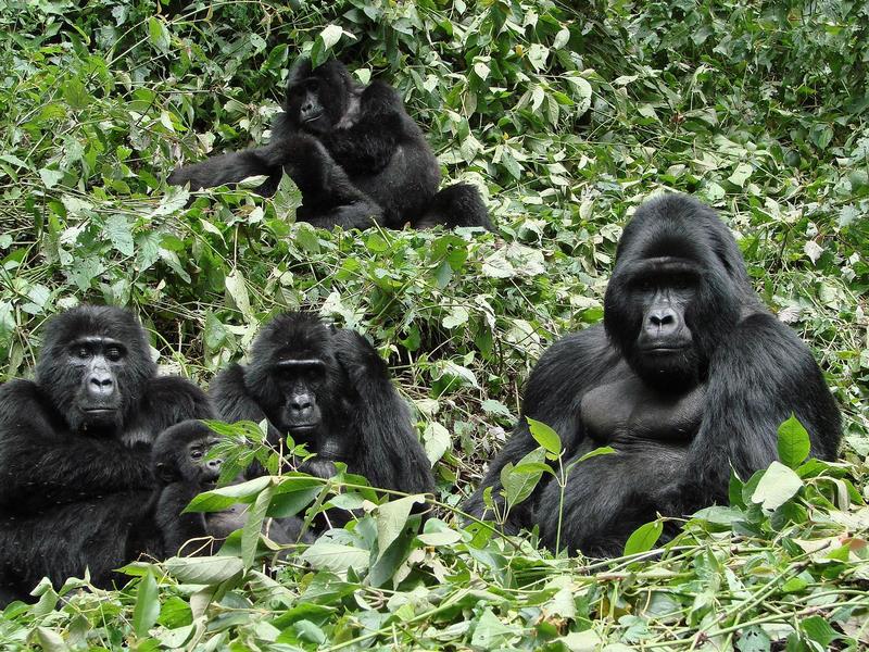 Uganda Gorilla Tours  - A full Family of Moutain Gorillas in Bwindi Ruhija