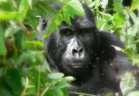 6 Days Gorilla Trek Uganda - An Old Silverback Mountain Gorilla Ready to Fight