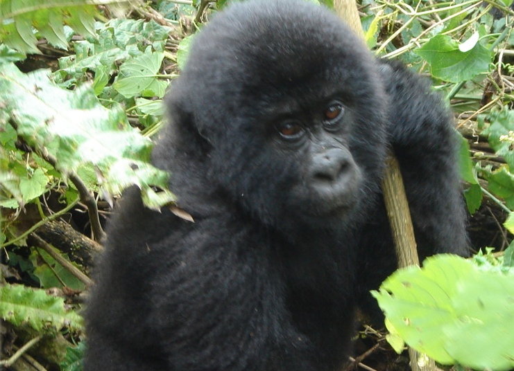 3 Days Gorilla Tour Uganda - Mountain Gorilla Playing in Forest