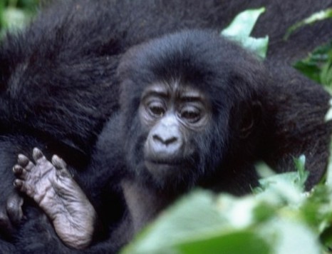 Uganda Gorilla Trek - A Mountain Gorilla Feeding a Baby in Bwindi
