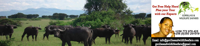 Uganda Tour Buffalloes in Murchison Falls safari