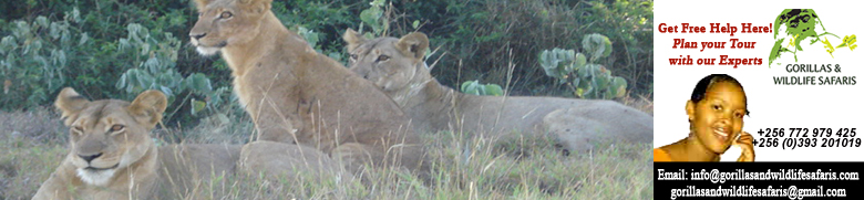 safari to Lions in Queen Elizabeth National Park tour on Uganda Safari