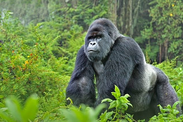 Gorillas and Wildlife Safaris Uganda gorilla tracking safari gorilla tour 2 treks