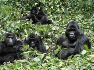 Uganda Gorillas & Chimpanzee Tracking Safari Gorillas and Wildlife Safaris